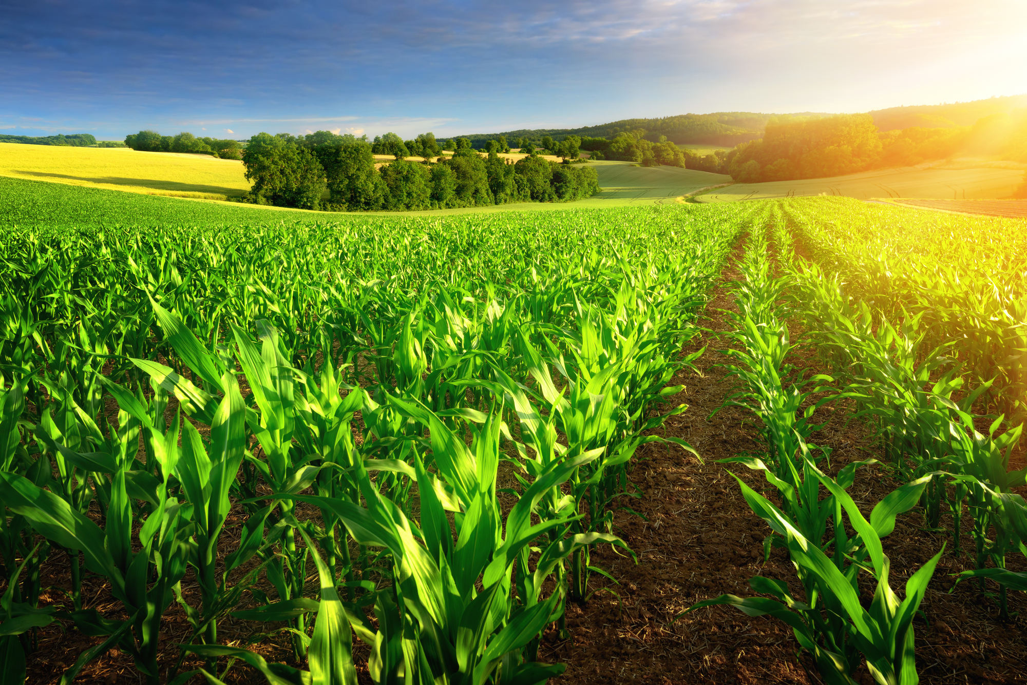 Sustainable Agriculture
