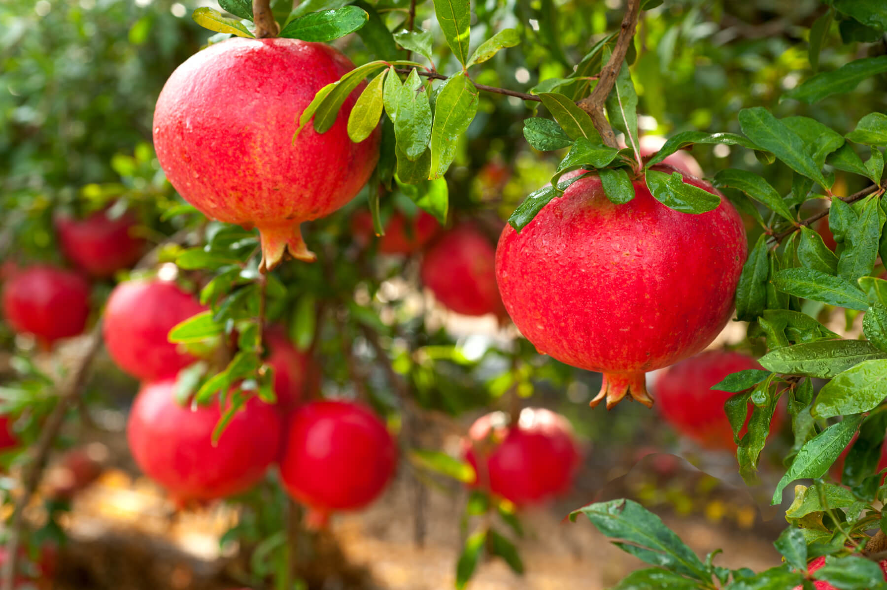 Pomegranate Orchard