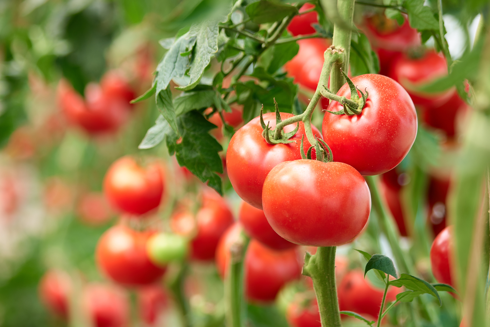 Fresh Healthy Tomatoes